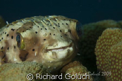 Balloonfish -Bonaire canon 5D 100 mm macro by Richard Goluch 